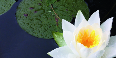 flower in water